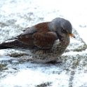 Kramsvogel 15